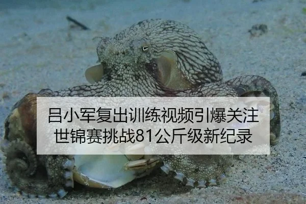 吕小军复出训练视频引爆关注 世锦赛挑战81公斤级新纪录